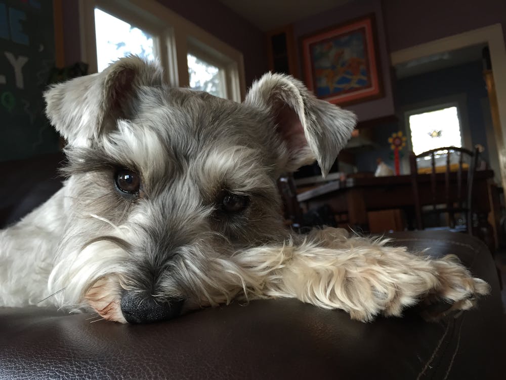 a brown and white dog looking at the camera