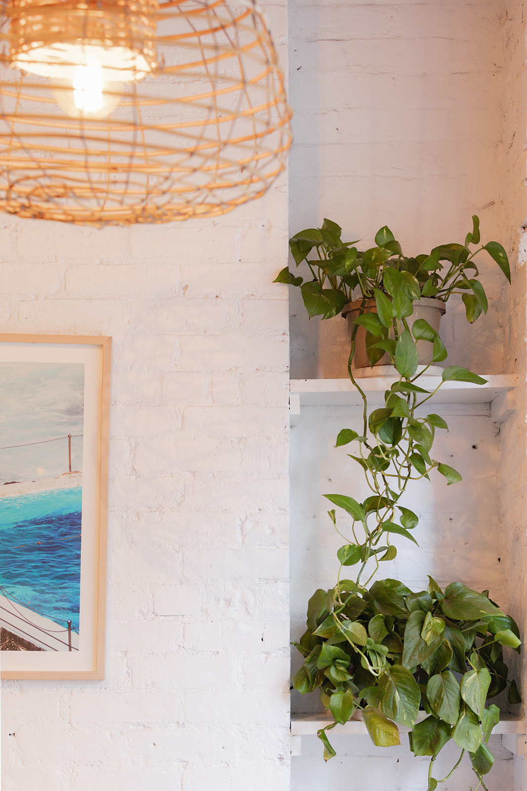 a plant on a shelf