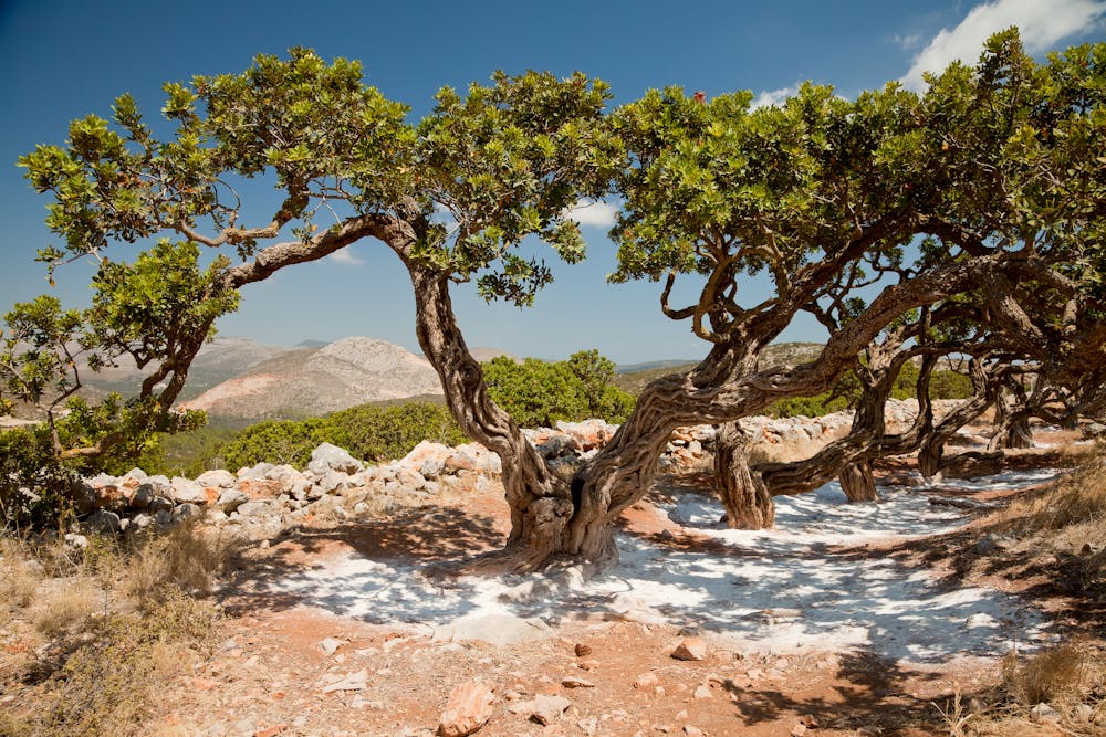 a tree next to a body of water