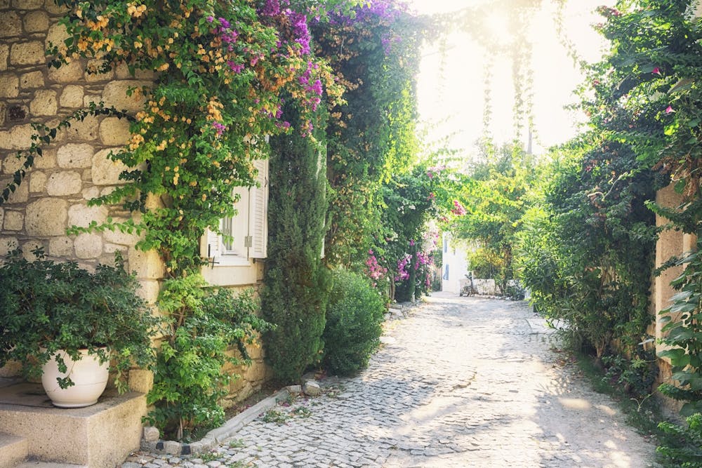 a path with trees on the side of a building