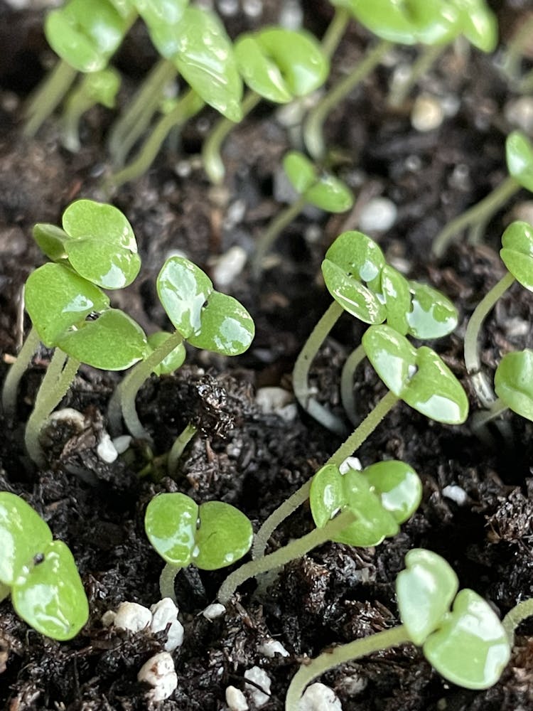 a close up of a green plant
