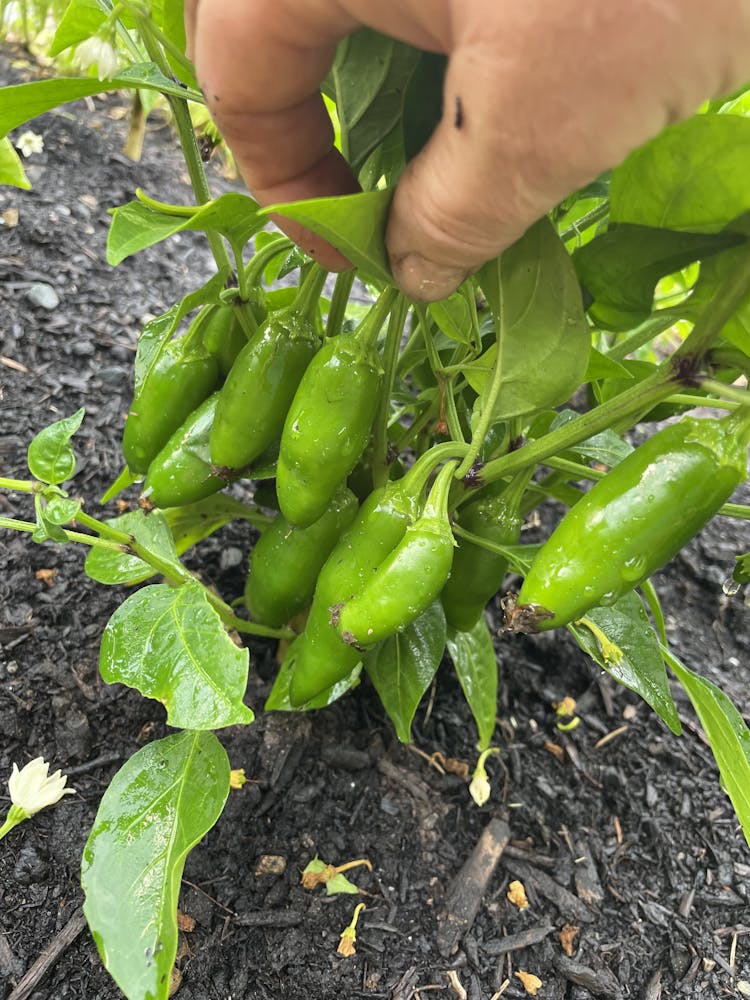 a hand holding a green plant