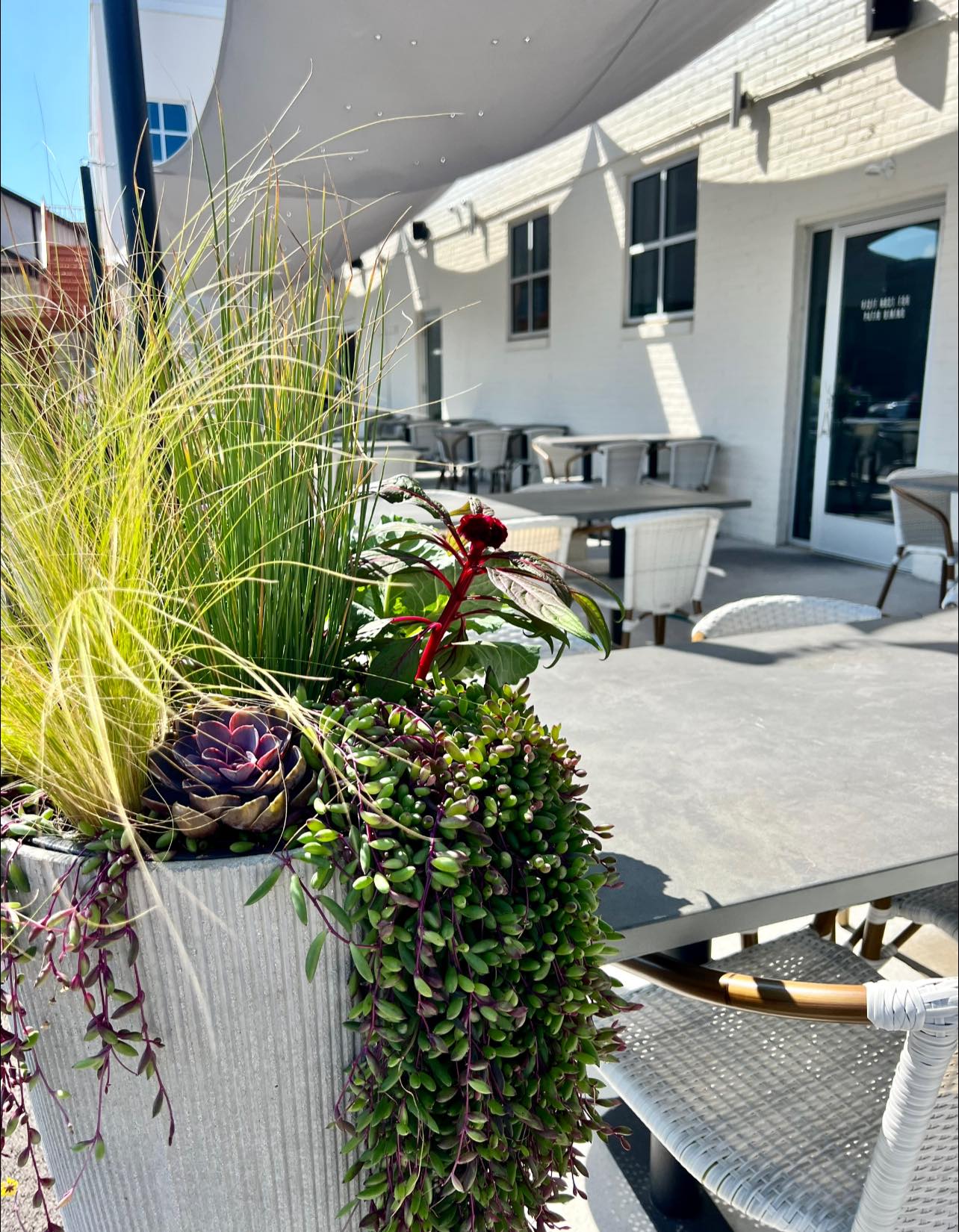 a close up of a flower