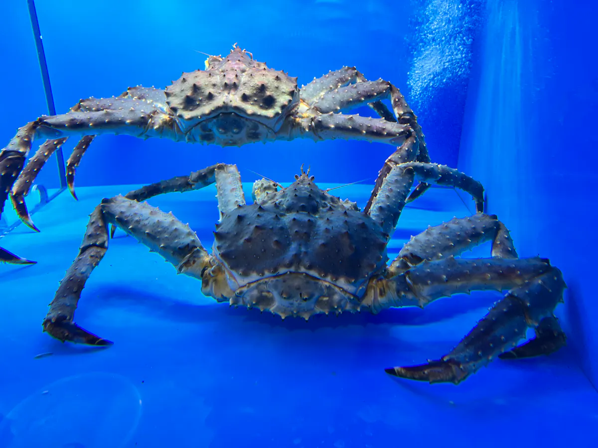 a crab on a table