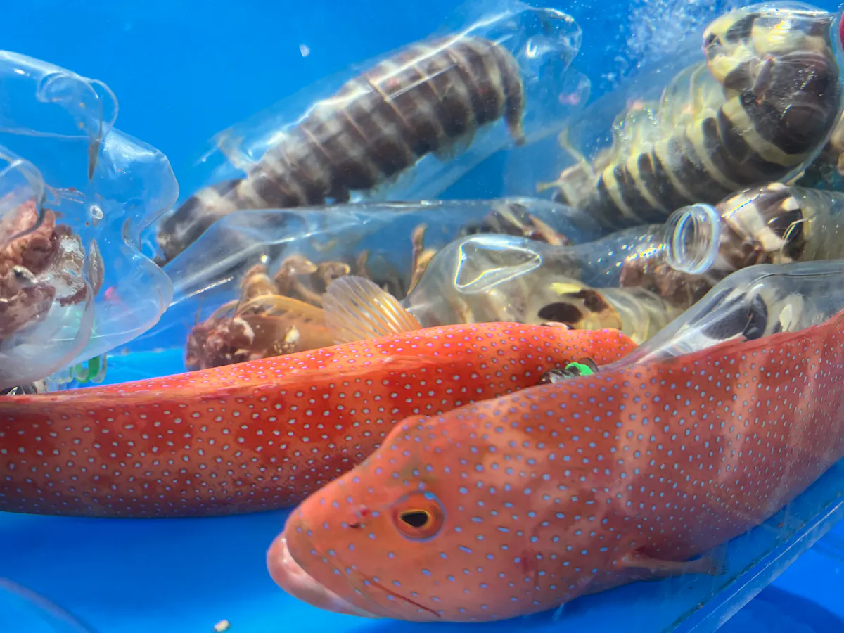 a close up of an animal