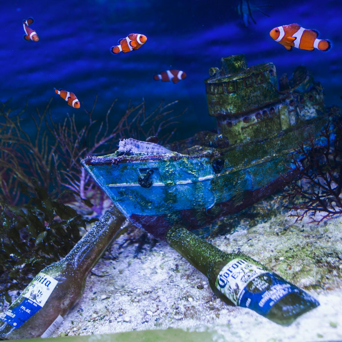 two bottles of beer in a fish tank