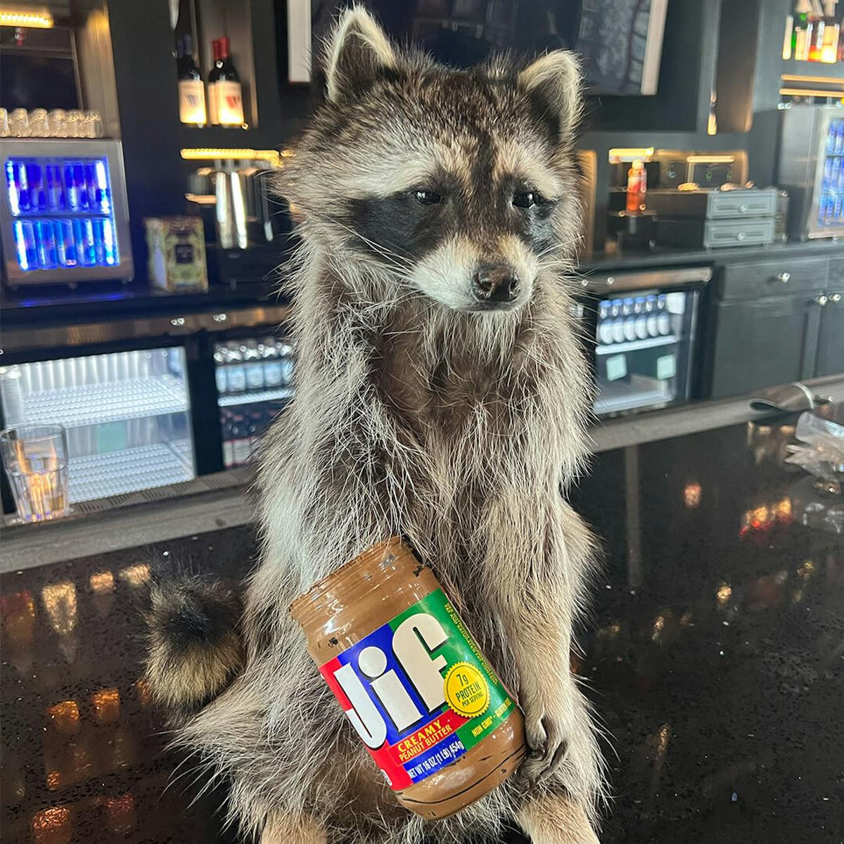 roxxy raccoon mascot