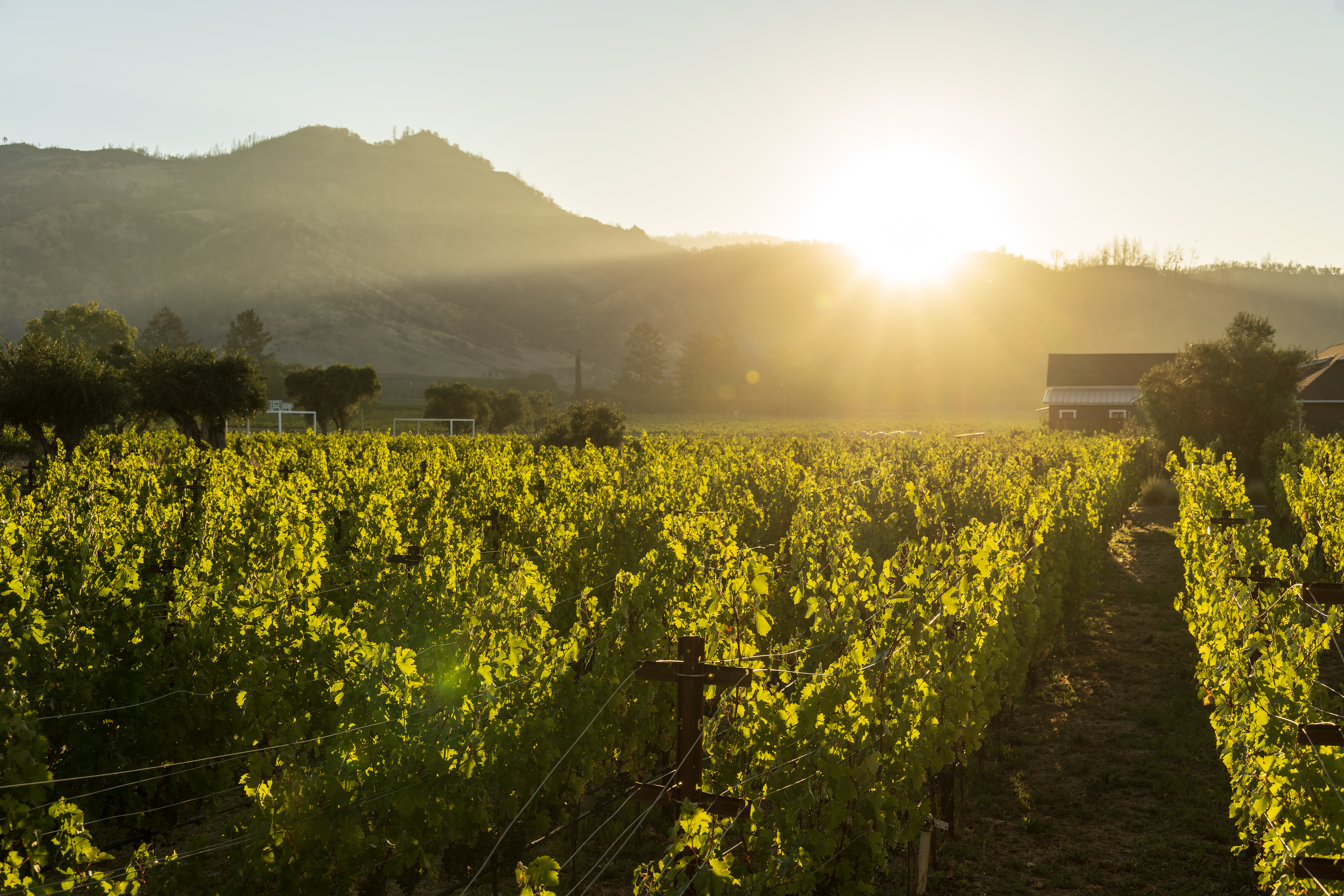 sun kissed vineyards and lush greens