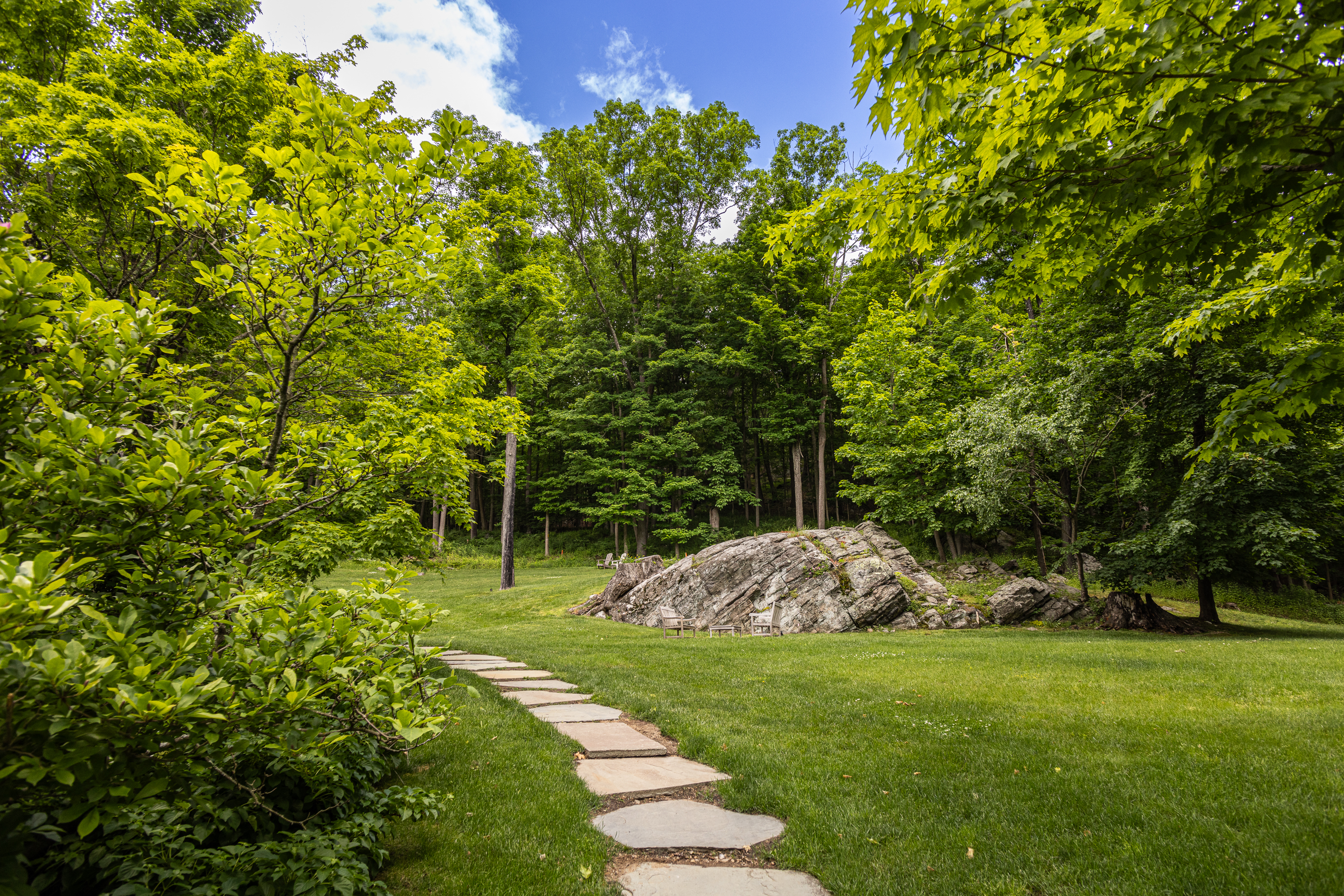 a tree in a grassy area