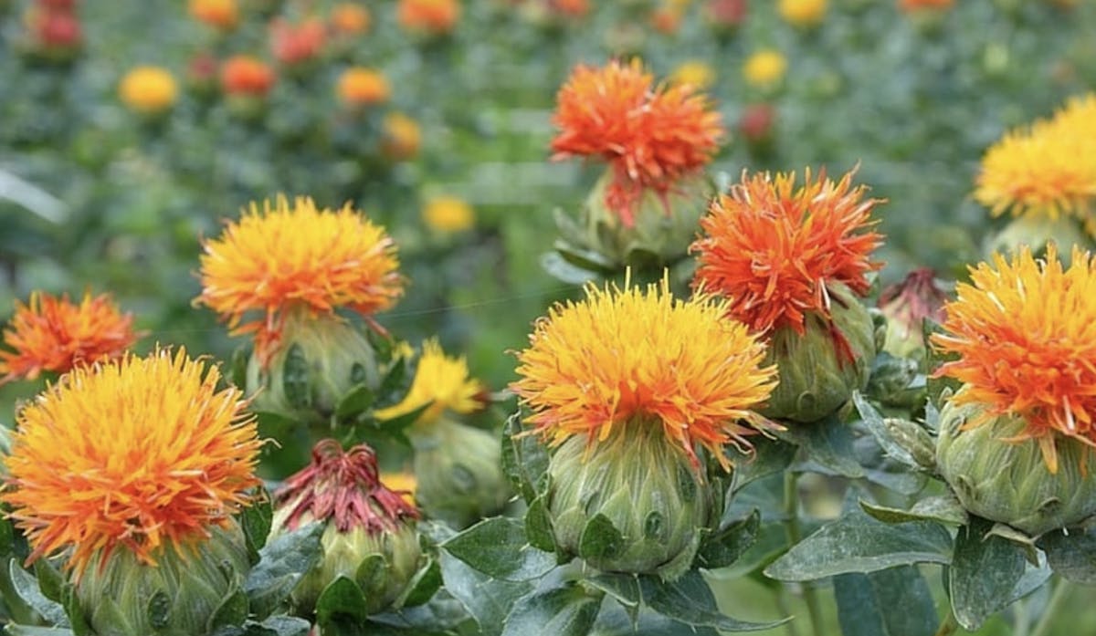 How T Grow Safflower From Seed With Update