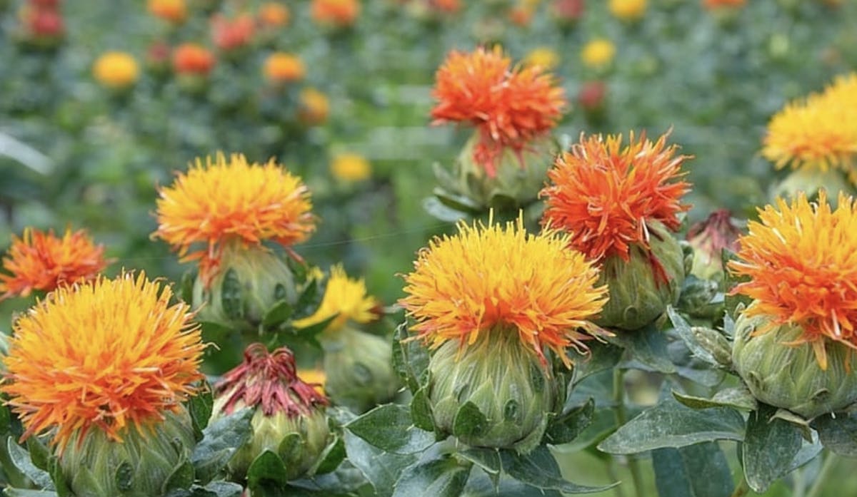 Safflower Oil, Shambala Bakery