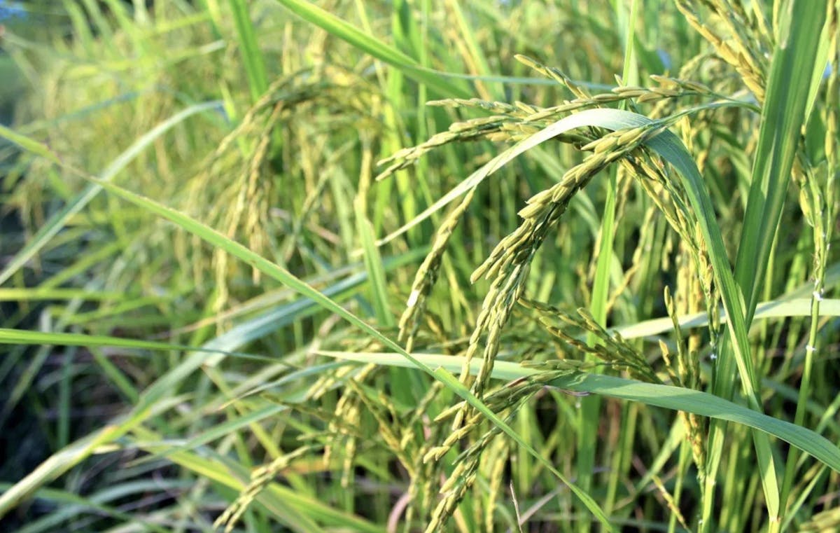 a close up of a green plant