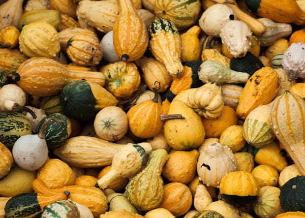 a pile of squash
