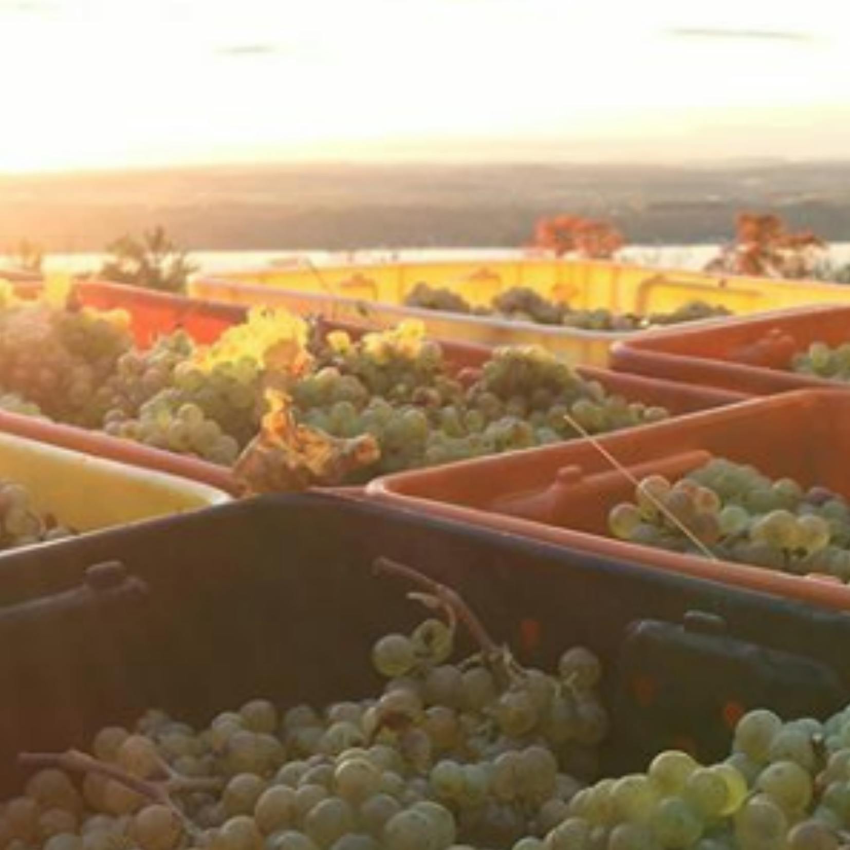 grapes freshly harvested