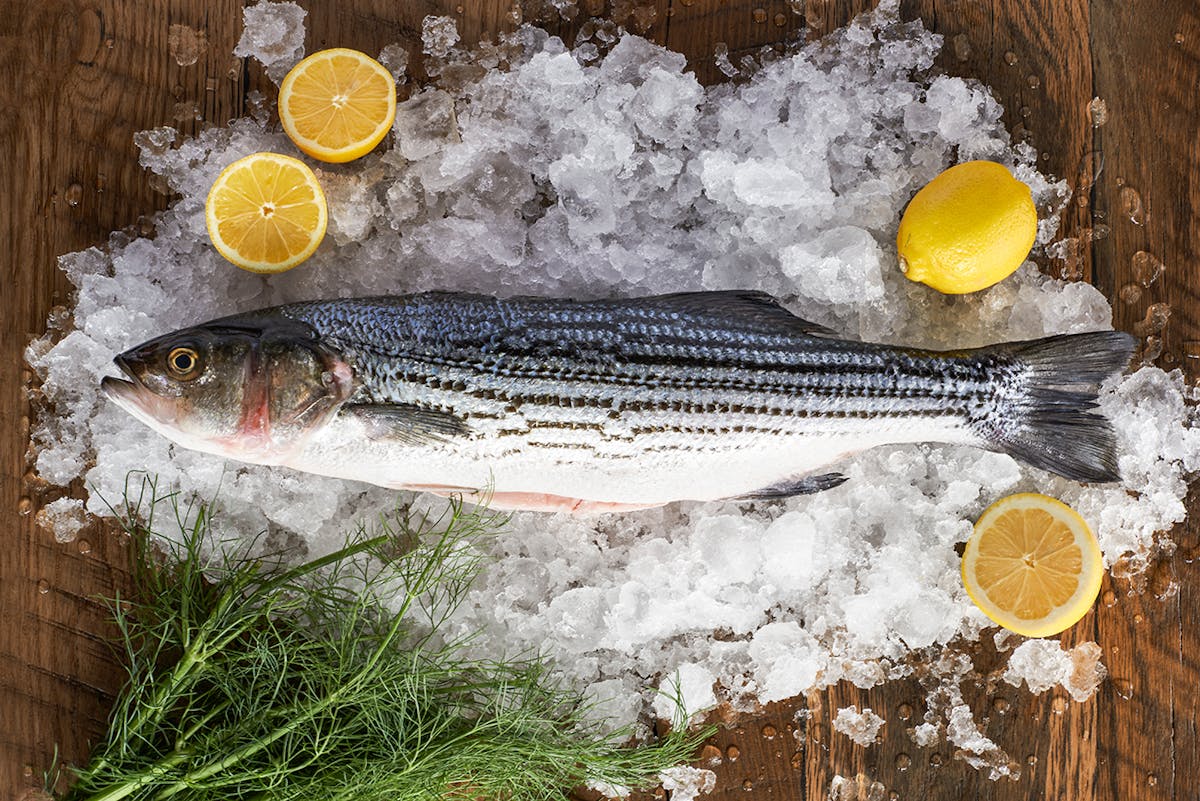 whole stripe bass on ice