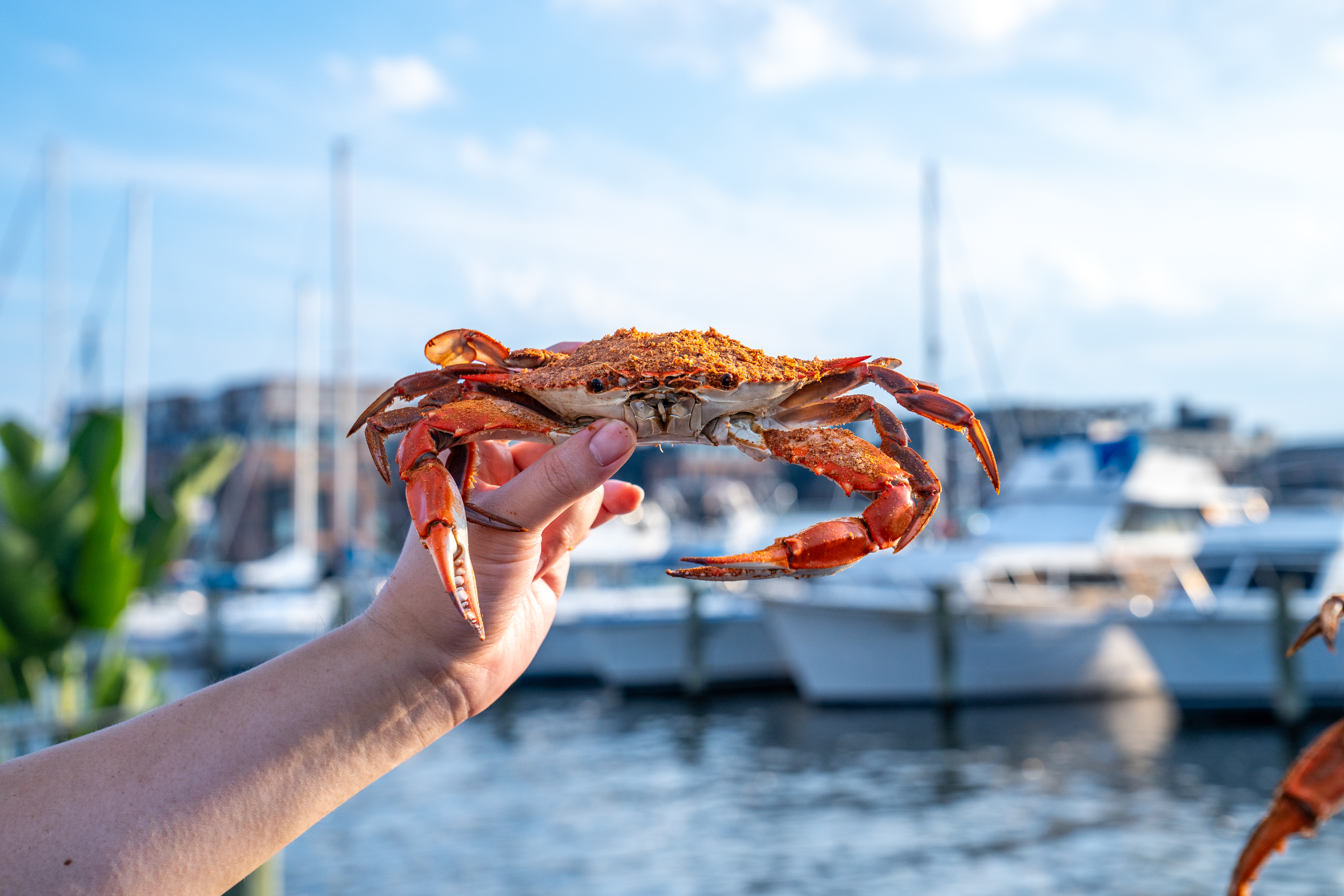 a crab on a beach