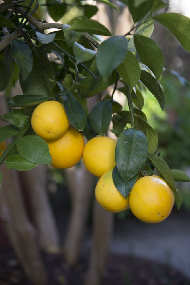 a fruit hanging from a branch