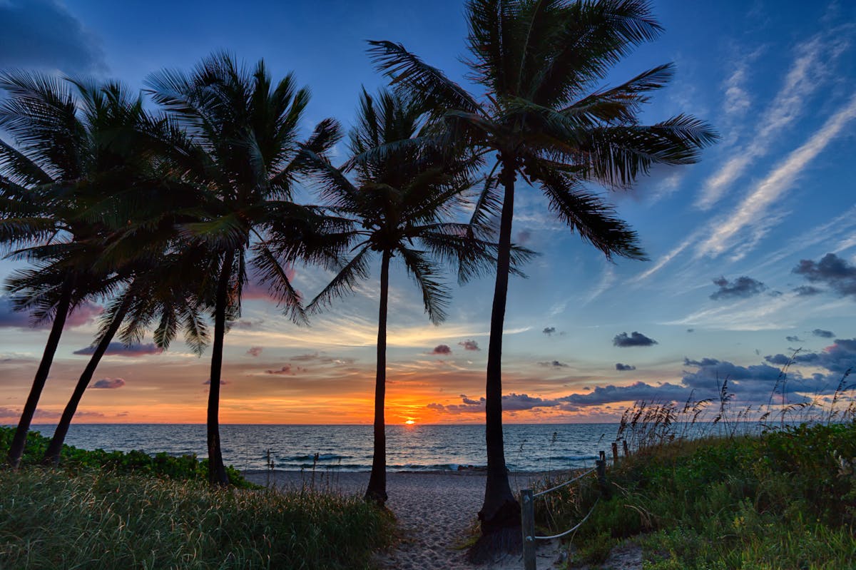 a beach with a palm tree in front of a body of water