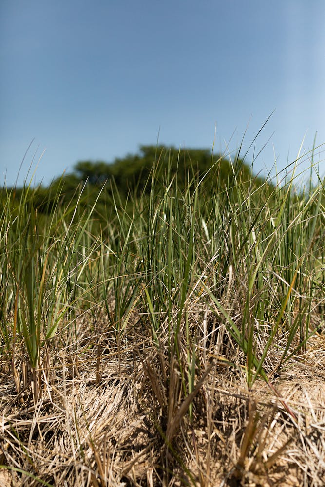 a field of tall grass