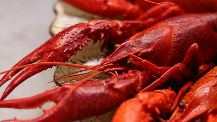 Lobster Frites at Chicago French Restaurant