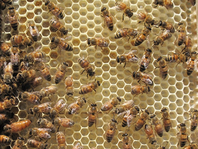 Honeybars to Save Honeybees | honeygrow | Chinese Restaurant in USA