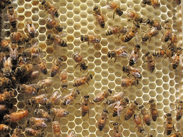 a hive filled with bees