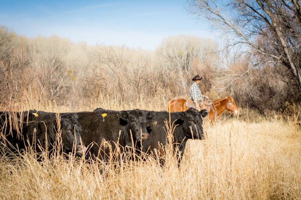 Photo of Arizona Grass Raised Beef