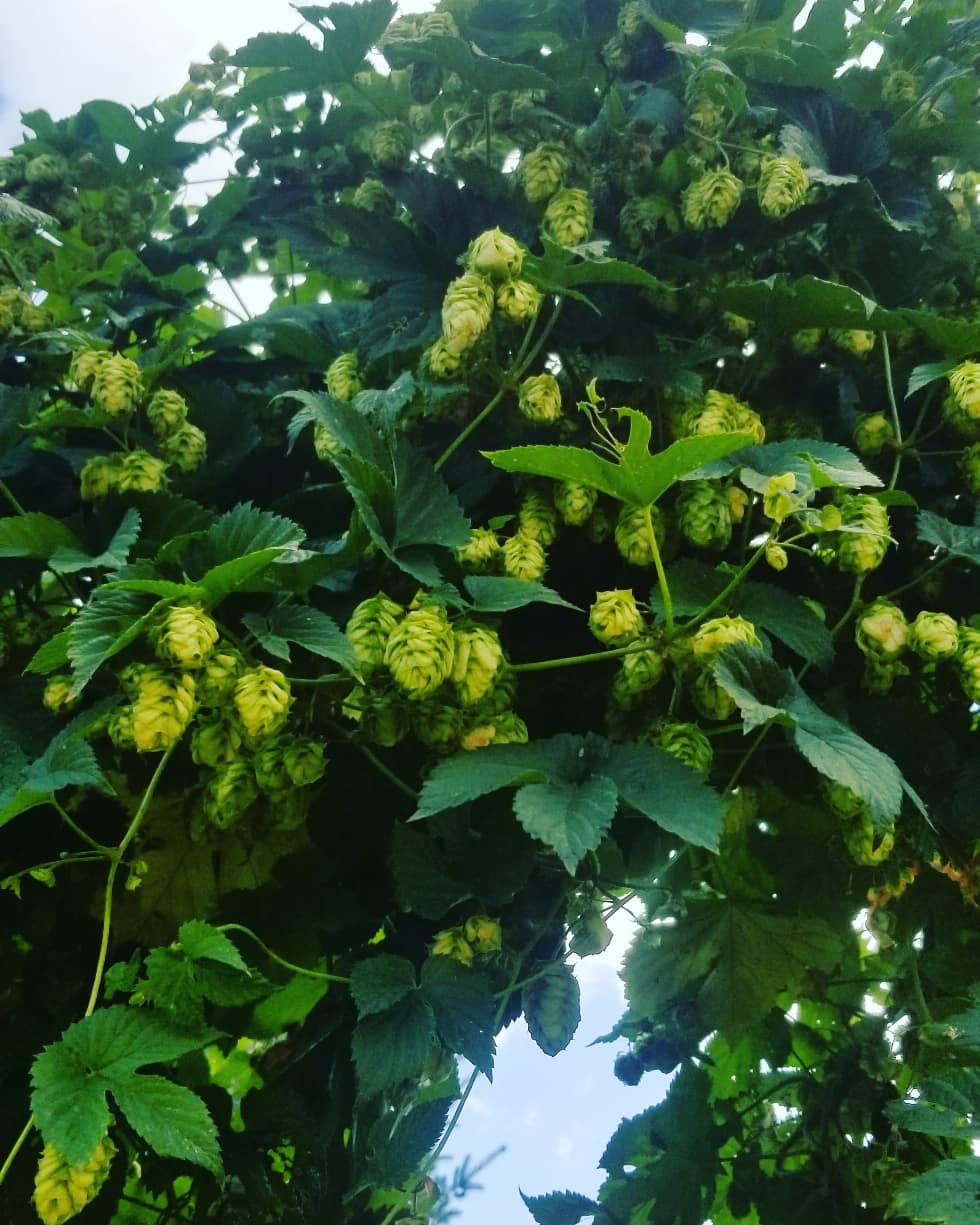 hops herb