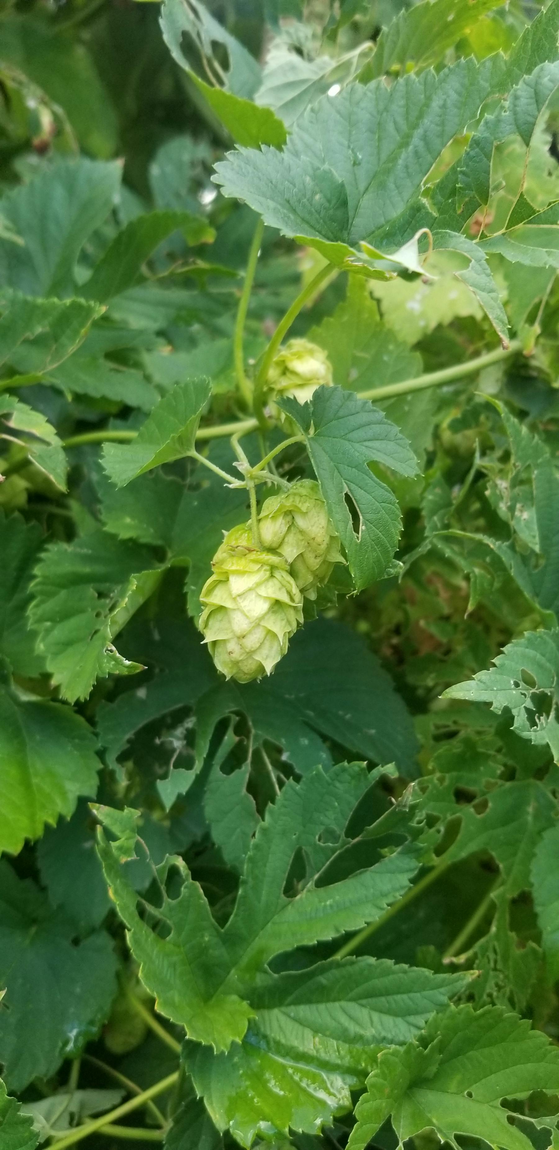 hops herb