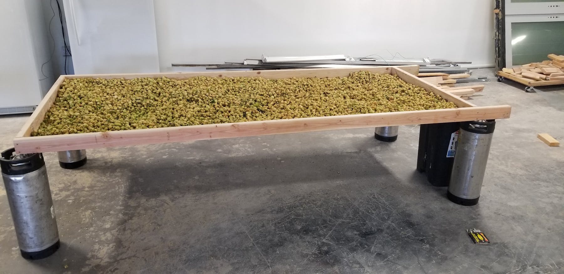 hops getting dry
