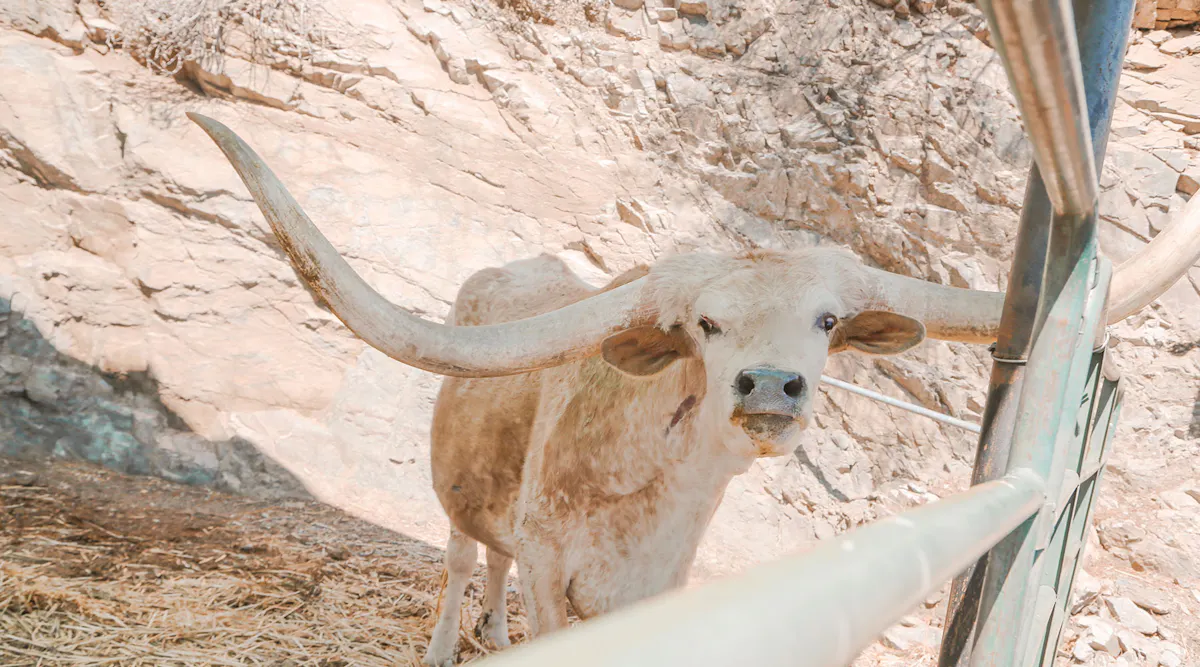 a close up of an animal