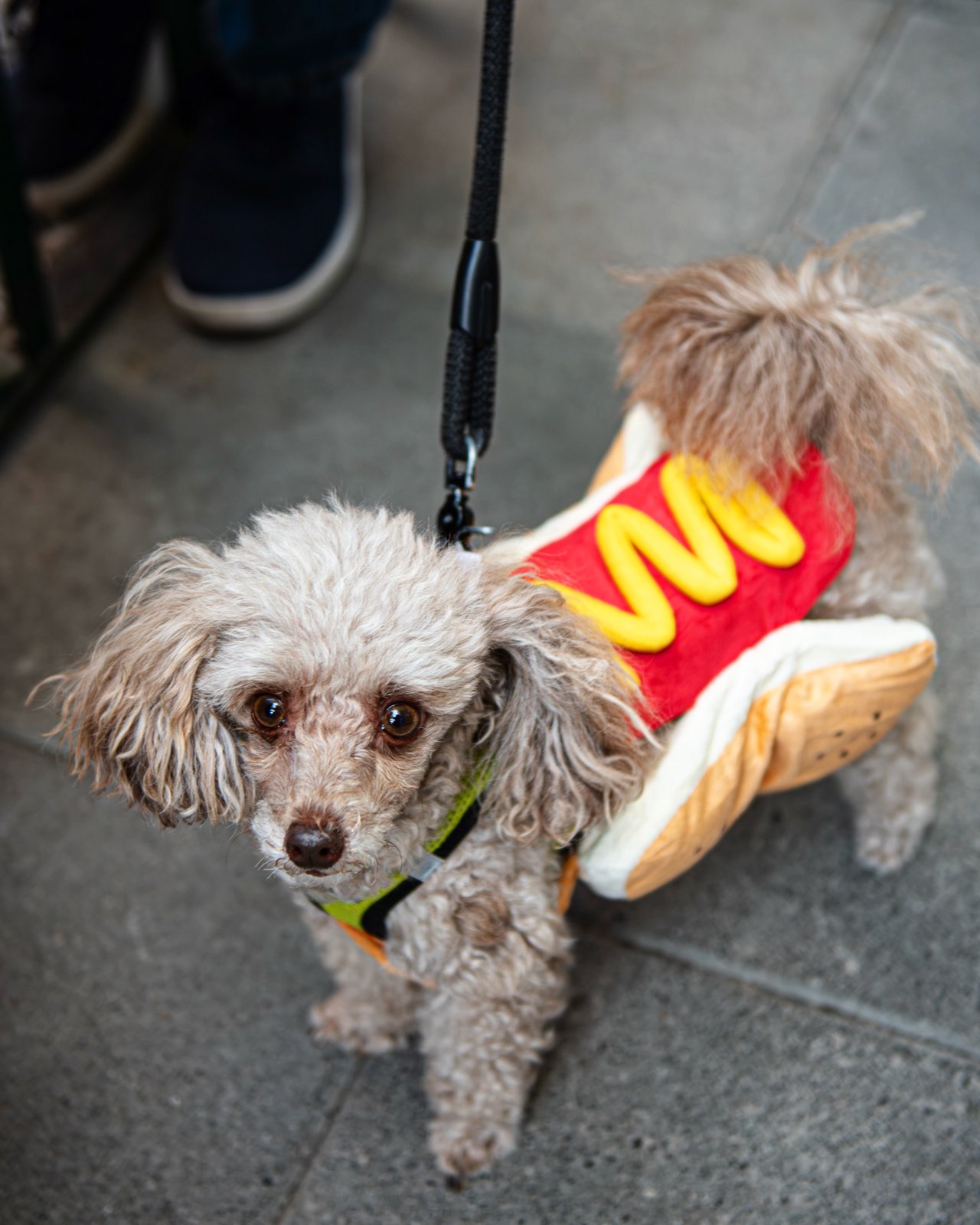 Dacha Shaw Oktoberfest Yappy Hour