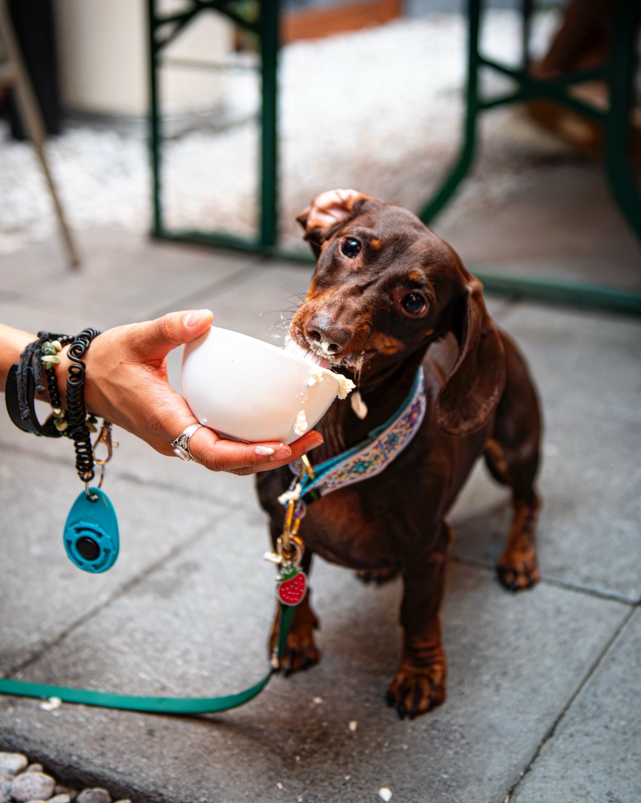 Dacha Shaw Oktoberfest Yappy Hour