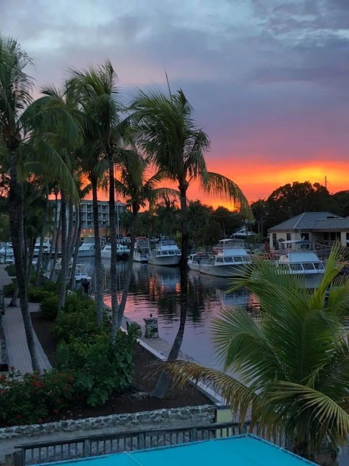 a palm tree in front of a body of water
