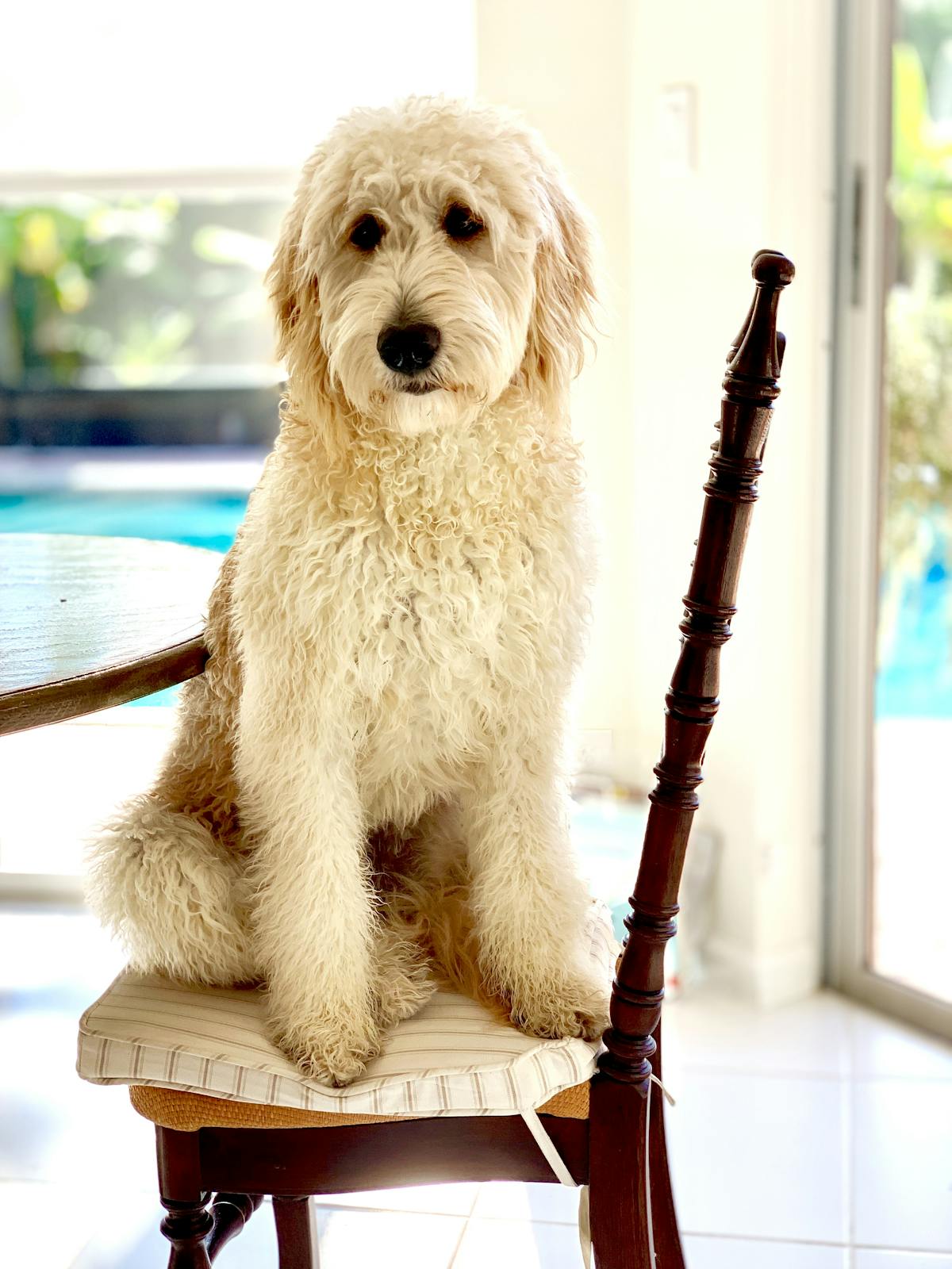 a dog sitting in front of a window