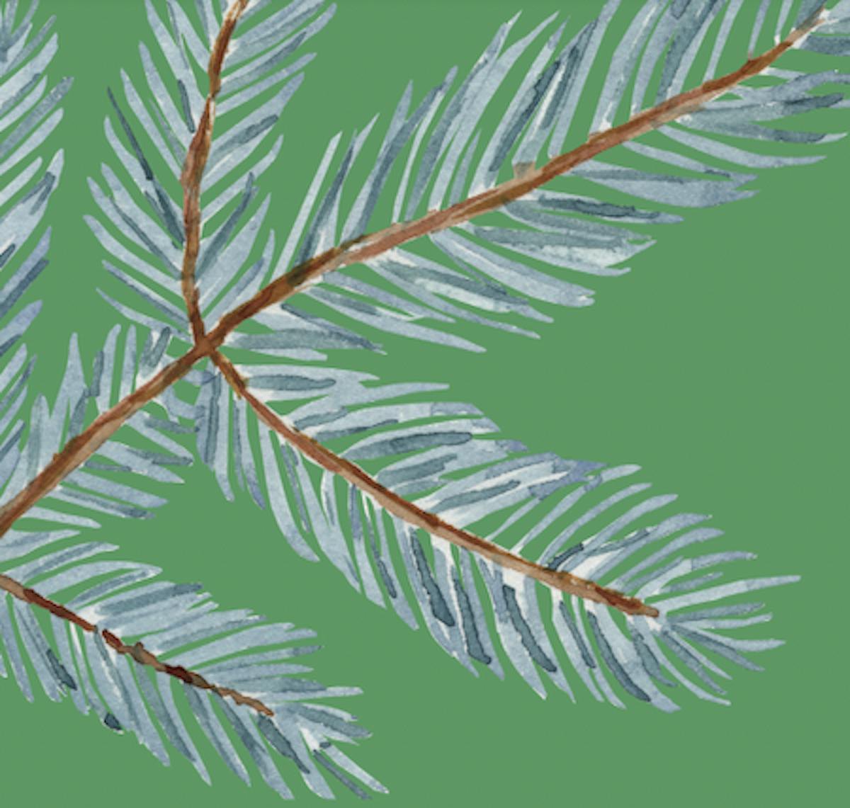 a close up of a christmas tree branch