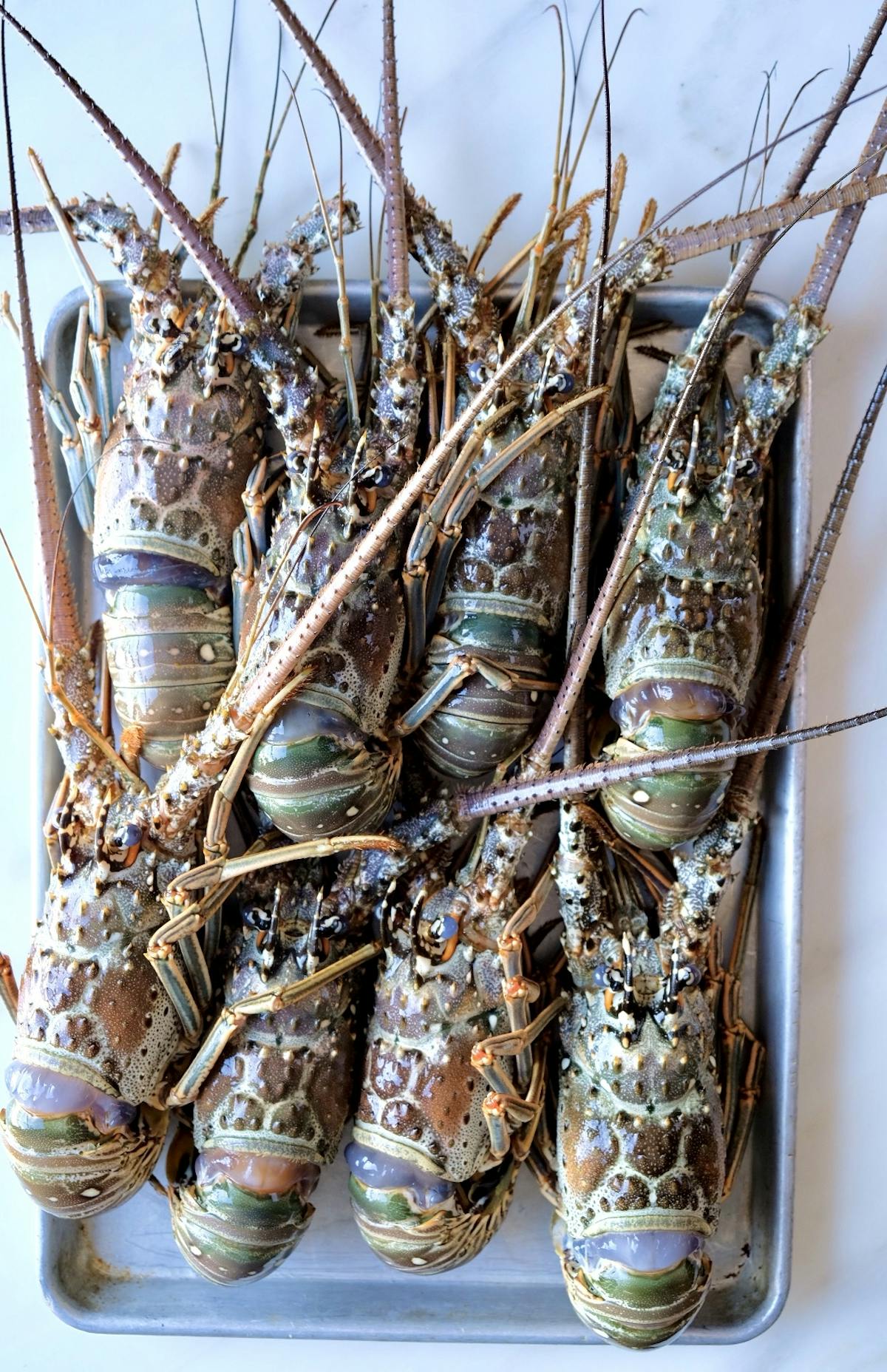 a lobster on a table