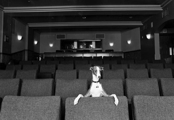 a dog sitting in a room
