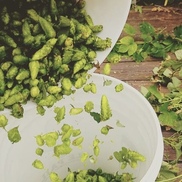 green matter being poured into white bin