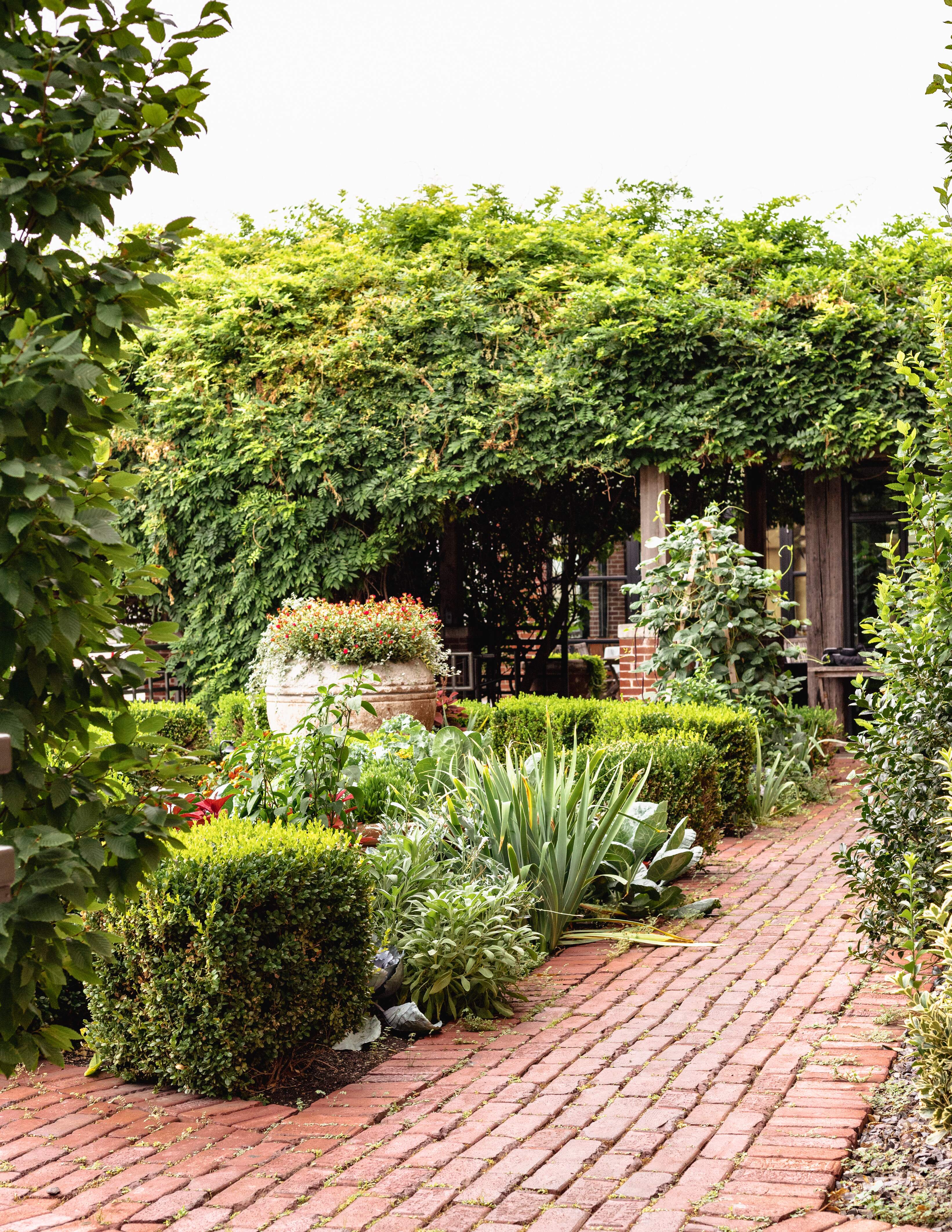 a plant in a garden