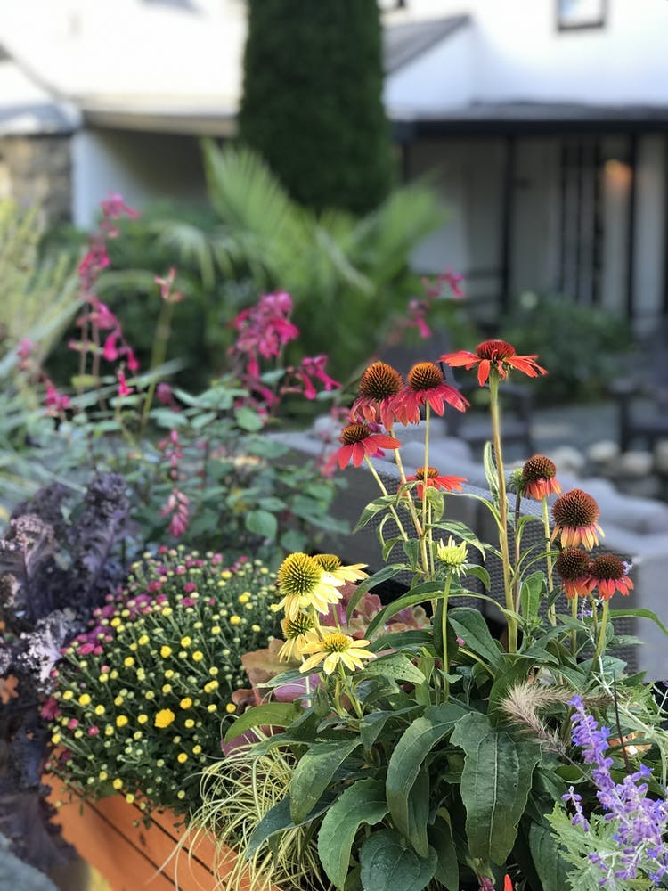 a close up of a flower garden