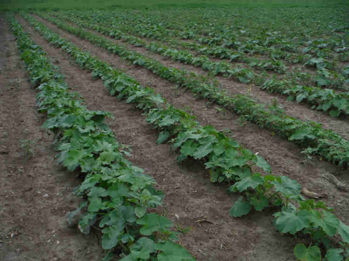 organic farm rows of kale