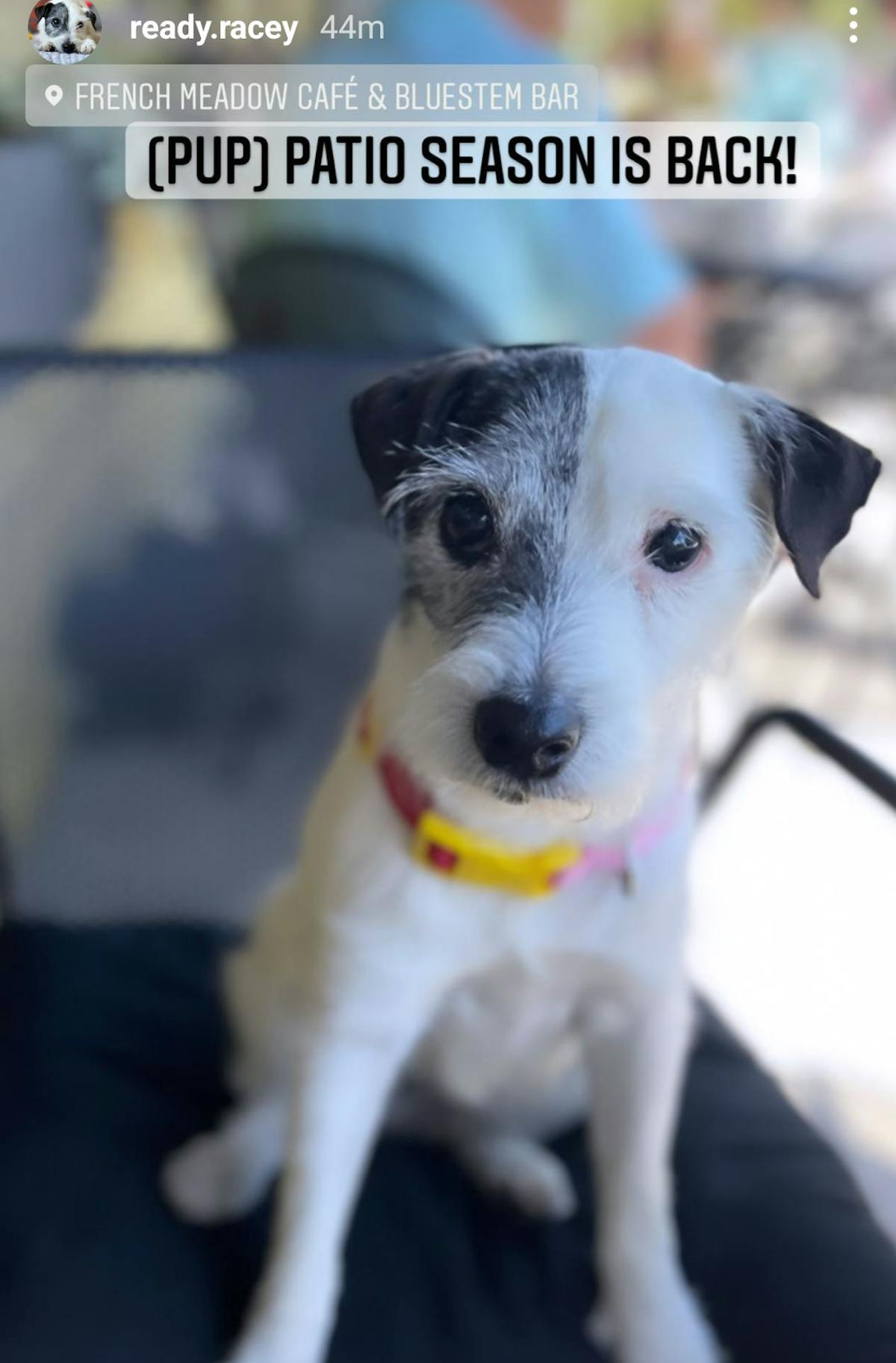 Racey the pup @readyracey enjoying French Meadow's Lyndale Avenue patio on May 15