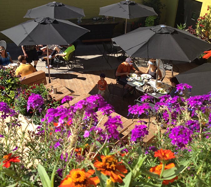 a bunch of purple flowers