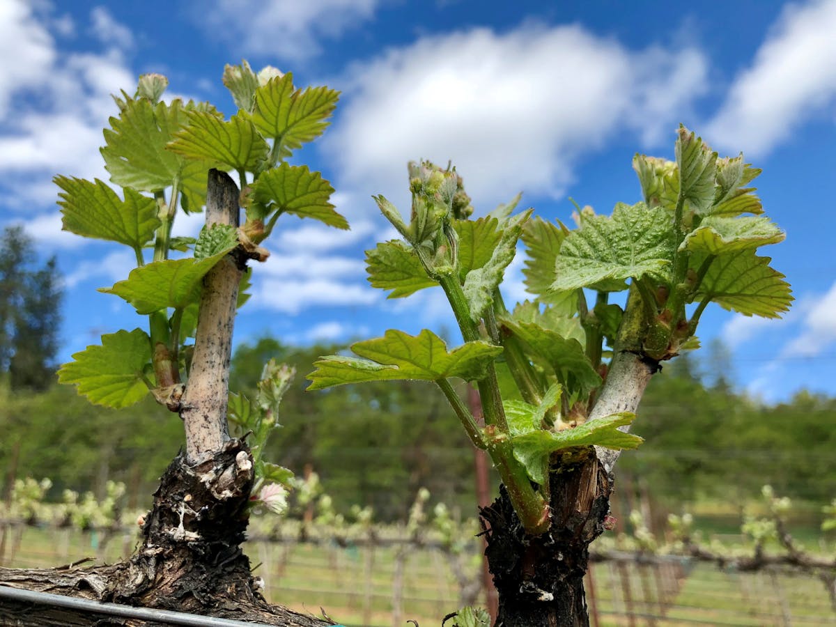 Southern Oregon grape vines