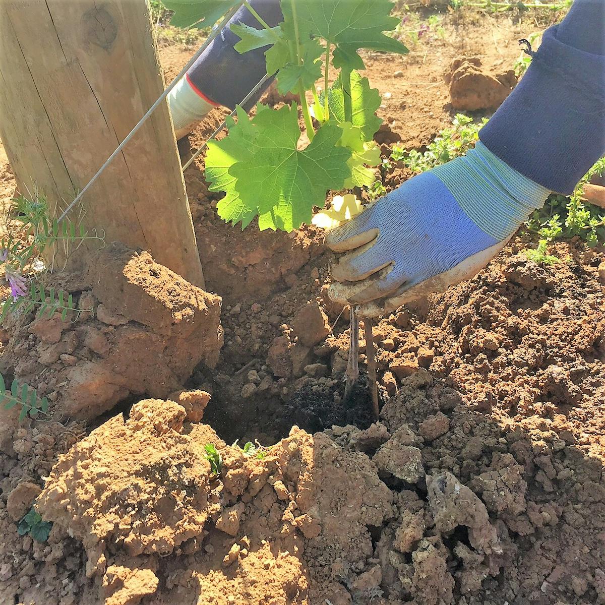 Southern Oregon grape vines