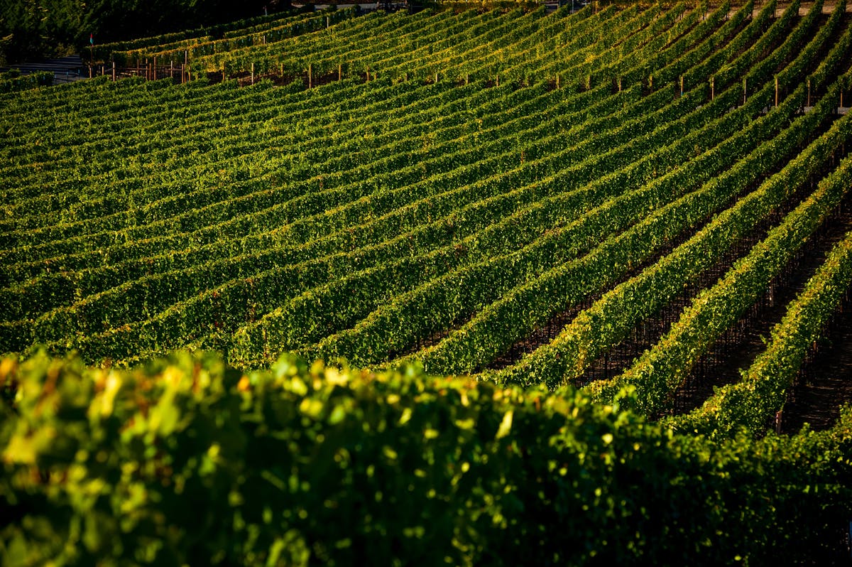 Rogue Valley wineries
