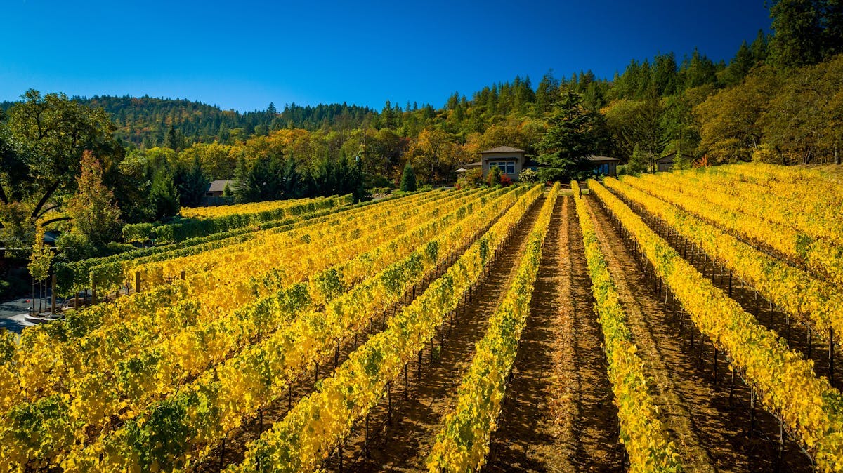 a vineyard