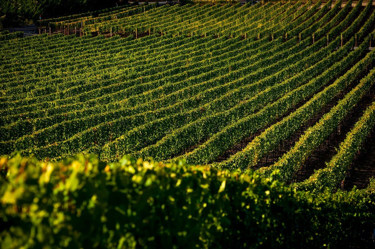 a vineyard