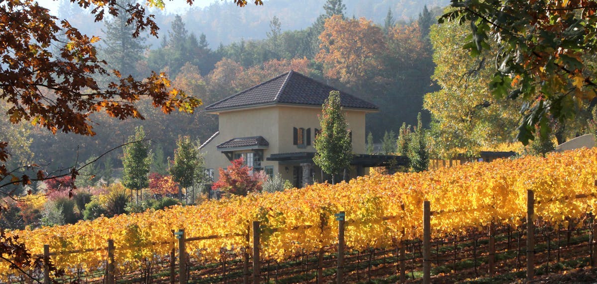 a vineyard